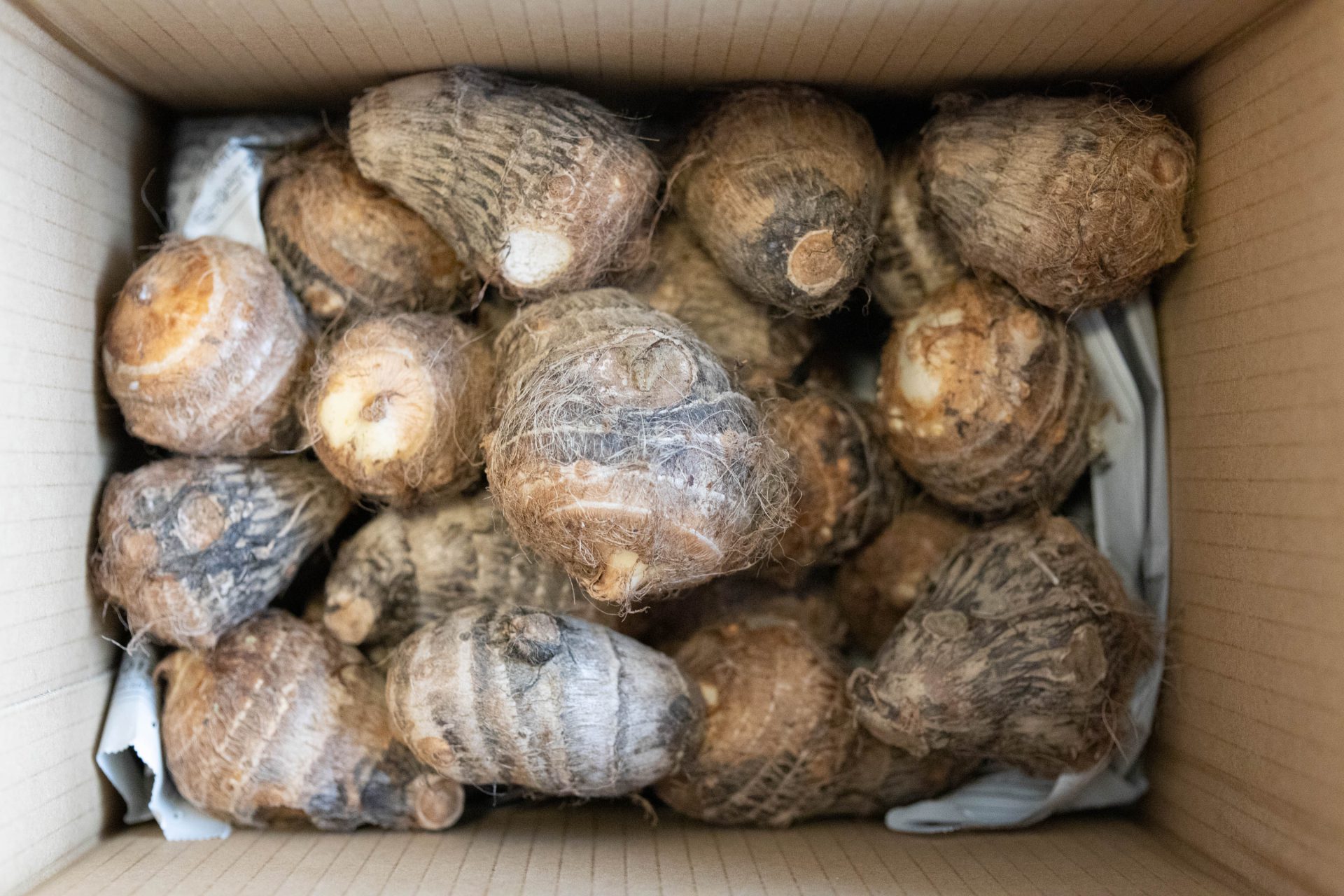 里芋　土垂れ　箱　221209